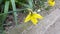 Yellow narcissus flowers on a green plantÂ background